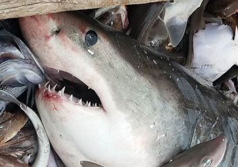 Nelayan AS Tak Menyangka Ikan Besar yang Tertangkap Dijalanya Ialah Hiu Putih Besar Predator Lautan