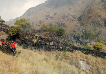 Padang Savana di Gili Lawa Darat Terbakar, Sutopo: Dari Hijau Asri Berubah Hitam Legam