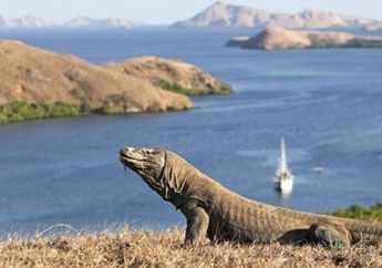 Rantai Makanan Sempat Terganggu, Pulau Komodo Akan Ditutup Selama Setahun Penuh Pada 2020