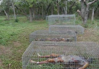 Sungguh Mengerikan, Inilah Perkebunan Mayat Tempat Jasad Manusia Dibiarkan Membusuk, Ternyata ada Tujuan tak Terduga di Baliknya