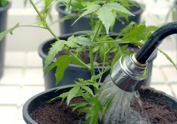 Menyiram Tanaman di Siang Hari Lebih Baik, Kamu Harus Tahu Alasannya