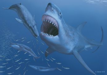 5 Fakta Menarik Mengenai Hiu Purba Raksasa Megalodon yang Ada di Film The Meg