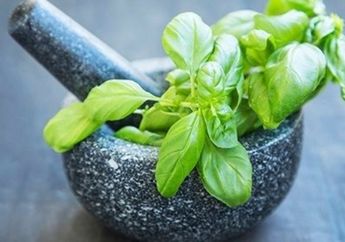 Pantas Saja Sering Dijadikan Lalapan, Daun Kemangi Ternyata Simpan 7 Manfaat Ajaib untuk Tubuh, Termasuk Mencegah Kemandulan!