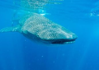 Viral di Twitter, Aksi Penyelam Menunggangi Hiu Paus Tuai Kecaman dari Menteri Susi Pudjiastuti