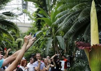 Don't Miss It! Bunga Bangkai di Taman Buah Mekarsari, Mekar Minggu Ini