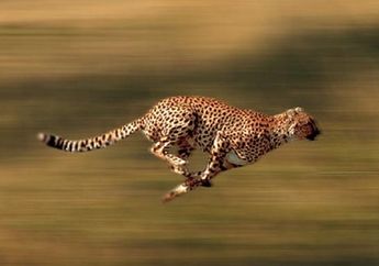 Bukan Elang Atau Cheetah, Inilah Makhluk Tercepat di Bumi yang Tak Bisa Ditangkap 