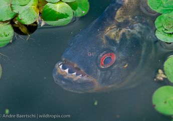 Ikan Predator dari Amazon Dimusnahkan, Karena Masuk ke Peraiaran Jawa