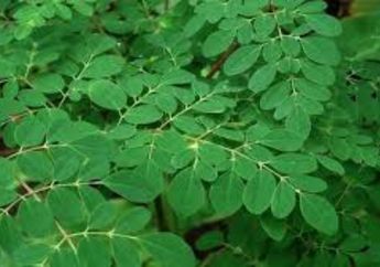 5 Manfaat Daun Kelor Untuk Kecantikan, Ampuh Mencegah Penuaan Dini loh!