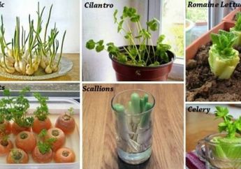 Jangan Buang Bahan Sisa 8 Sayuran Ini Karena Bisa Ditanam Kembali