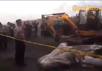 Begini Nasib Ikan Hiu Tutul Langka yang Terdampar di Pantai Parangkusumo