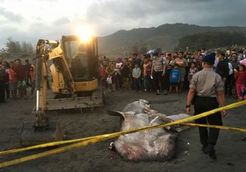 Hasil Identifikasi Menunjukkan Hiu Tutul yang Terdampar di Pantai Parangkusumo Alami Pendarahan Pada Insang