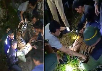 (Video) Seekor Harimau Sumatera Ditangkap Setelah Sebelumnya Melahap 3 Ekor Kambing Milik Warga