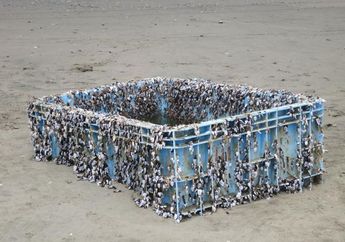 Limbah Plastik di Laut Justru Jadi Tempat Berkembangnya Spesies Invasif