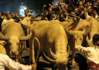 Tahun Baru Islam 1 Muharram 1440 Hijriah: Mengenal Asal Usul Kirab Kebo Bule Kyai Slamet di Solo