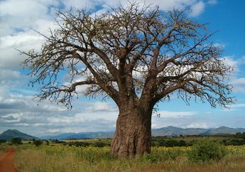 Mengenal Baobab, Pohon Asal Afrika Berusia Jutaan Tahun