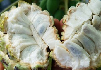 Srikaya dan 4 Bahan Alami Berikut Bisa Atasi Penyakit Tuberkulosis loh