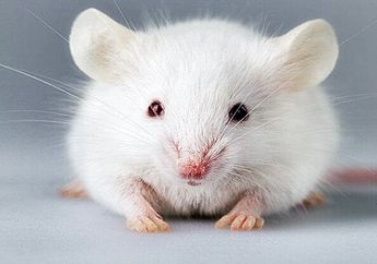 Seorang Wanita Hamil Dilarikan ke Rumah Sakit Setelah Tak Menyadari Menyantap Sup yang di Dalamnya Ada Bangkai Tikus