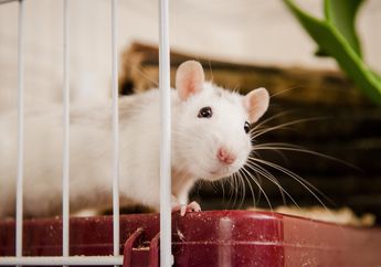 Makan di Restoran, Wanita Hamil Ini Temukan Bangkai Tikus dalam Supnya