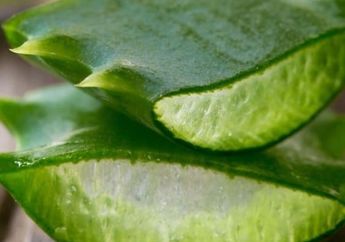 Cegah Kepala Botak dengan Ramuan Penumbuh Rambut dari Lidah Buaya