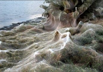 Jaring Laba-laba Raksasa Seluas 300 Meter Selimuti Daratan di Aitoliko, Yunani