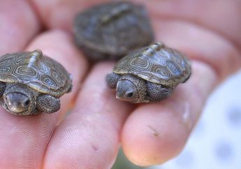 Kura-Kura Mati Ditemukan dalam Organ Intim Seorang Wanita, Kok Bisa?
