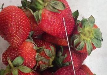 Psikolog dan Kriminolog Australia Buka Suara Soal Kasus Stroberi Berisi Jarum