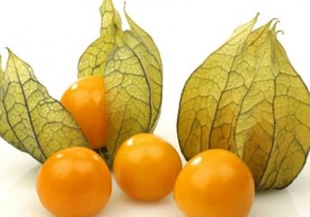 Keistimewaan dan Manfaat Buah Ceplukan, Khasiatnya Sudah Ditemukan Sejak Zaman Romawi Kuno