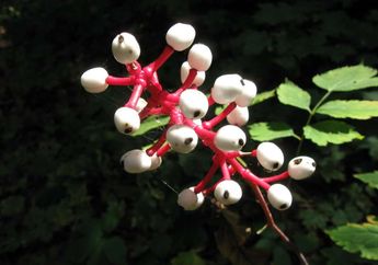 5 Tanaman Paling Beracun dan Mematikan di Dunia, 2 di Antaranya Ada di Indonesia!