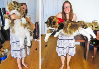 6 Jenis Kucing yang Termasuk Raksasa Kucing! Kamu Pernah Lihat?