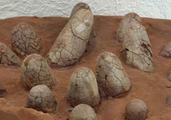 15 Fosil Telur Dinosaurus Berusia 80 Juta Tahun Ditemukan di Tiongkok