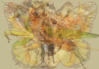 Tes Kepribadian : Hewan yang Dilihat Pertama Akan Ungkap Kepribadianmu yang Sesungguhnya