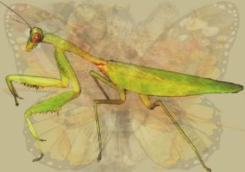 Arti Mimpi Belalang Tak Usah Khawatir, Justru Pertanda Baik Bagi Pemimpinya, Begini Penjelasan Menurut Primbon Jawa 