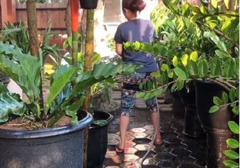 Sirkulasi Udara di Rumah Jadi Lebih Baik dengan Meletakkan Jenis Tanaman Hias Jenis Ini, Mudah Dirawat Pula!