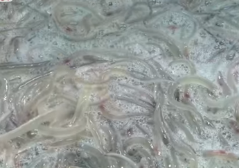 Harganya Capai Rp 17 Juta per Kilo, Nyatanya Makanan Berlendir yang Kelihatannya Menjijikkan Ini Dulunya Pakan Ayam dan Babi, Sekarang Hanya Orang Kaya yang Mampu Beli