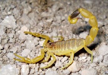 Salah Satu Harta Berharga dari Israel, Kalajengking Jenis Ini Ternyata Bisa Bikin Seseorang Mendadak Kaya! Apa Kehebatannya?