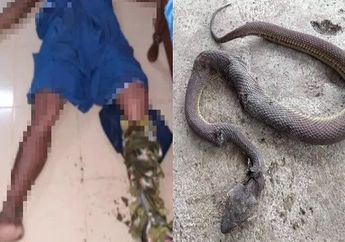 Malah Tidak Dibawa Ke Rumah Sakit, Pria Tewas Setelah Dipatuk Ular Berbisa