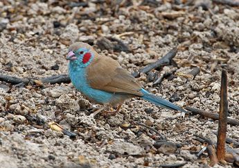 Ada yang Beratnya 1,4 Gram, Ini Dia Burung-Burung Terkecil di Dunia!