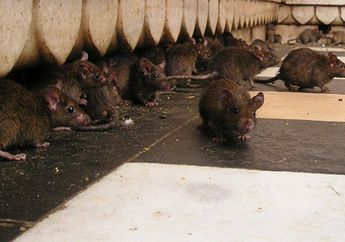 Dijuluki Sebagai Pusat Mode Dunia, Kota Paris Rupanya Jadi Rumah Bagi Jutaan Tikus Liar!