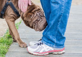 Anjing Dapat Mendeteksi Malaria Pada Manusia Melalui Bau Kaus Kaki