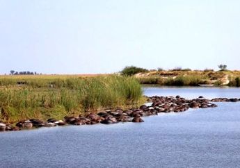 Maksud Hati Menghindari Kejaran Singa, 400 Kerbau Ini Berakhir Tenggelam di Sungai