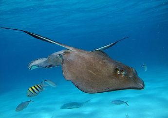 Sama Seperti Mendiang Steve Irwin, Pria Australia Tewas Tertusuk Ekor Ikan Pari