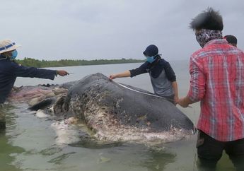 Seekor Paus Sperma Ditemukan Mati dalam Kondisi Tragis dengan Perut Penuh Sampah Plastik