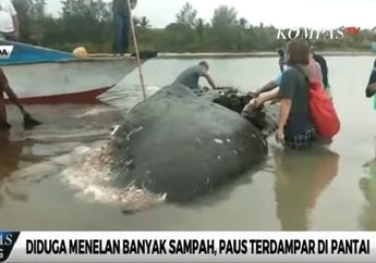 Ditemukan Sampah Plastik Seberat 5,9 Kilo dari Perut Bangkai Paus yang Terdampar di Perairan Wakatobi