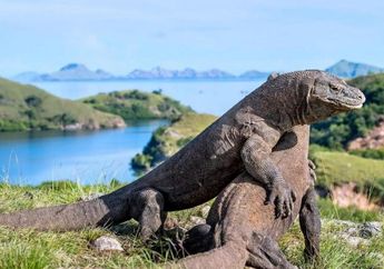 Gubernur NTT Berencana Naikkan Harga Tiket Masuk Taman Nasional Komodo, dari Rp 150 Ribu Jadi Rp 7 Juta
