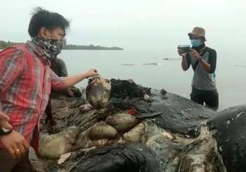 Meski Ditemukan Banyak Sampah dalam Perutnya, Penyebab Kematian Paus di Wakatobi Belum Bisa Dipastikan