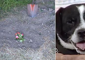 Dikira Mati Tertabrak Mobil, Seekor Anjing Kembali ke Pemiliknya Setelah Dikubur 14 Jam