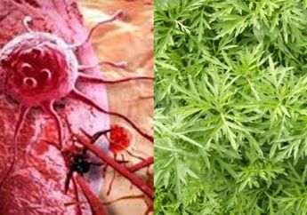 Kurang dari 16 Jam, 98% Sel Kanker Payudara Bisa Sembuh Hanya dengan Arteminisin