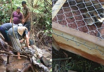 Video Ular Piton 8 Meter Lilit Kaki Warga di Sumatra Barat Viral, Sampai Butuh 5 Orang untuk Menangkapnya