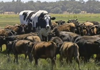 Tak Satu pun Tukang Jagal yang Berani Menyembelih, Begini Nasib Sapi Raksasa Setinggi Hampir 2 Meter Ini