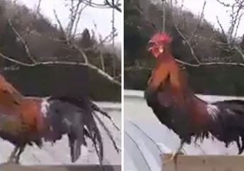 Peliharaanya Berkokok Terlalu Pagi dan Bangunkan Warga Desa, Pemilik Ayam Ini Protes Didenda Jutaan Rupiah 